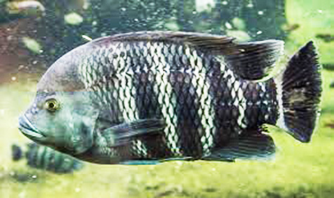 Starting A Tilapia Farm – What You Should Know? – Abundant Harvest ...