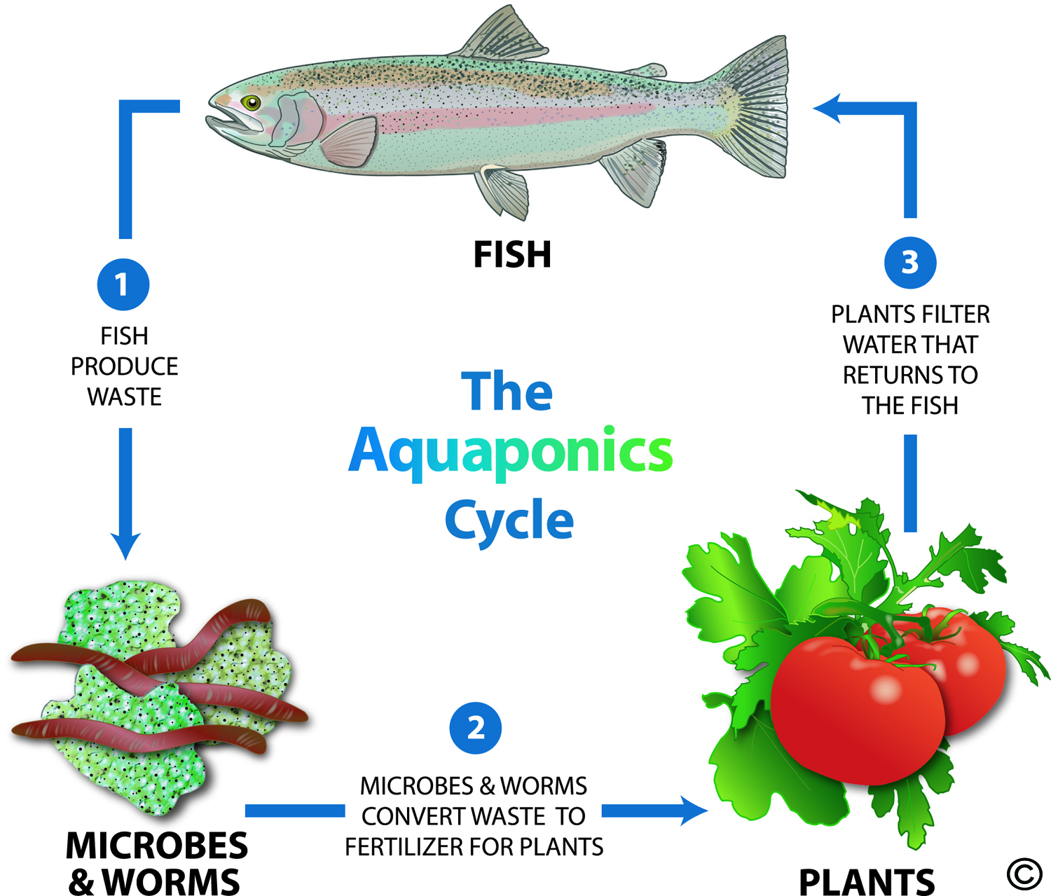 Aquaponic farming cost Asia-Pacific Vertical Farming Market Analysis